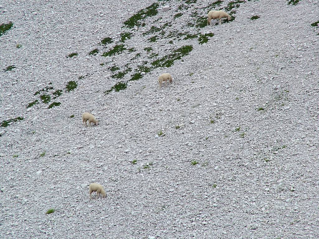 Auf den Schutthängen rechts von uns weiden Schafe, sie sind echt genügsam.