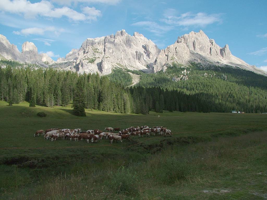 Die Alm n&ouml;rdlich vom Campingplatz in der Abendsonne.