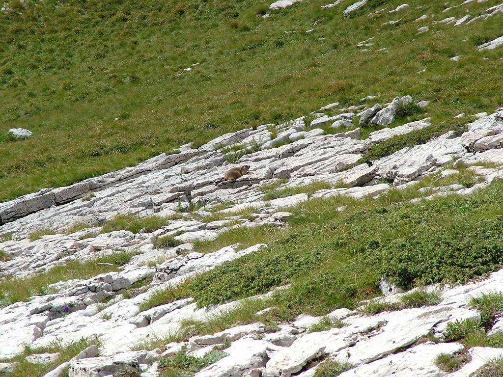 Auf der Wiese rechts neben uns taucht mit einmal auf einer Steinplatte ein Murmeltier auf. Es beobachtet uns gespannt, wir es auch.