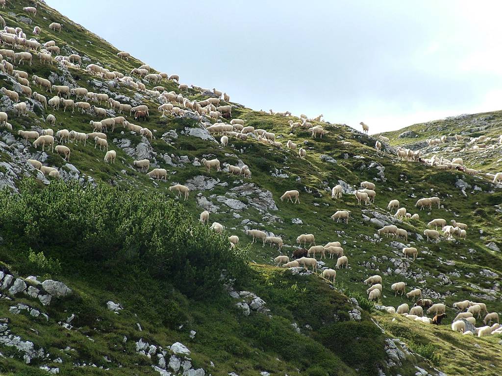 Es macht Spaß, den Schafen zuzuschauen, wie sie fressend den Hang entlang ziehen. Ein paar schwarze Schafe sind auch dabei.