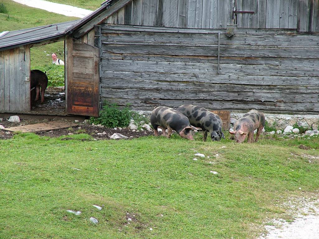 Es sind wohl gl&uuml;ckliche Schweine.