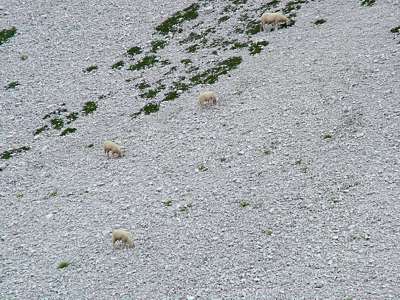 Auf den Schutthängen rechts von uns weiden Schafe, sie sind echt genügsam.