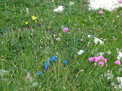 Trotz der H&ouml;he von rund 2400m sind die Wiesen hier oben bunt.