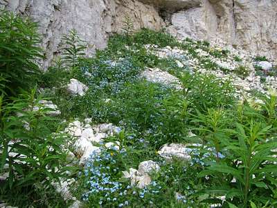 Am Fu&szlig; des Toblinger Ridel, auf dem die Drei-Zinnen-H&uuml;tte steht, wachsen in gesch&uuml;tzter S&uuml;dlage viele Gr&auml;ser und Blumen.