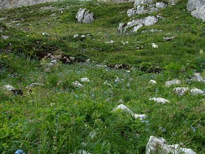 Eine richtige Alpenwiese.