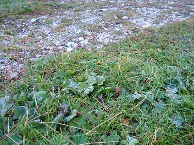Raureif und Eis auf der Wiese.