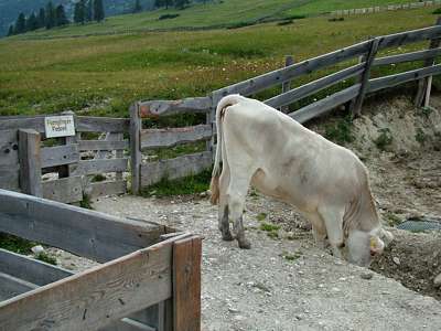 Hier oben auf der Pl&auml;tzwiese kommt man so richtig mit der Natur in Kontakt.