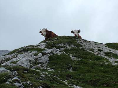 Die geh&ouml;rnten W&auml;chter der Berge schauen auf uns herab.