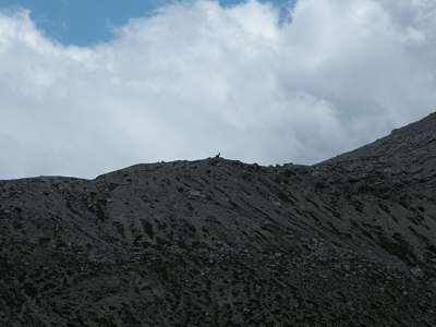 Vom Höhenzug am Fuß der Hohen Schlechtgaisl [Crodaccia Alta, 2967m] schaut ein Steinbock zu uns herüber.