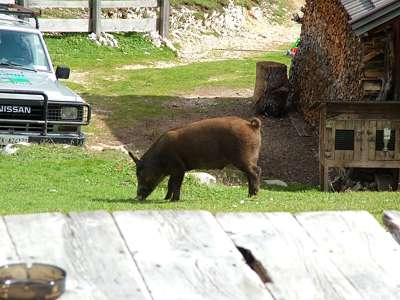 Einige Tiere laufen frei umher, andere sitzen in St&auml;llen und haben automatische Tr&auml;nken.