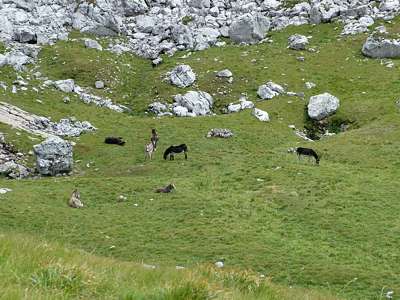 An seinem linken Ufer, am Fuße der Rotwand weiden einige Esel.