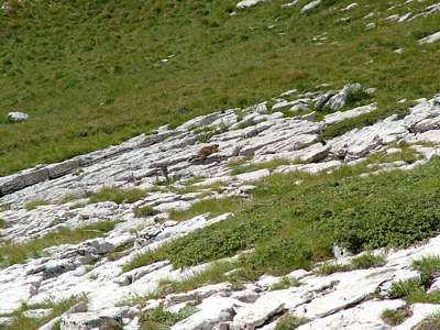 Auf der Wiese rechts neben uns taucht mit einmal auf einer Steinplatte ein Murmeltier auf. Es beobachtet uns gespannt, wir es auch.