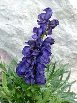 Am Fuß des Wegweisers blüht dieser wunderschöne Blaue Eisenhut, eine sehr giftige Pflanze.