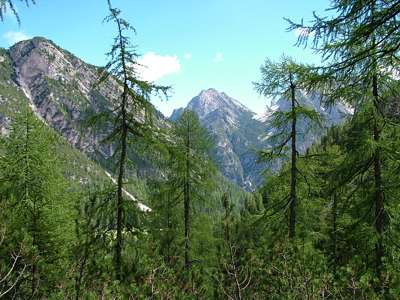 Der "Wald" wird immer dichter.
