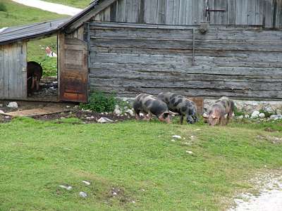 Es sind wohl gl&uuml;ckliche Schweine.
