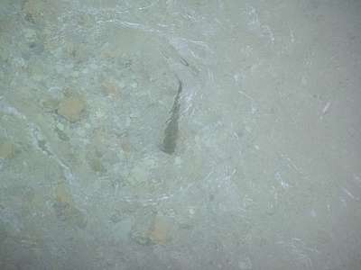 Das Wasser ist sauber, sonst g&auml;be es keine Forellen.