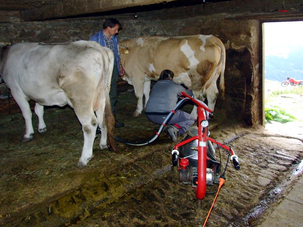 Während die dritte Kuh von Evi vorgemolken wird, hängt die zweite an der kleinen Melkmaschine.
