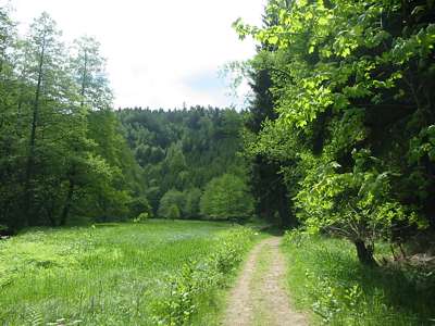 Wo mehr Platz ist im Kirnitzschtal, da verl&auml;uft der Weg auch mal in einiger Entfernung vom Flu&szlig;.