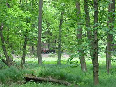 Der Wald wird abgel&ouml;st von flachem, offenem Gel&auml;nde, da das Tal hier wieder breiter ist. Auf der Stra&szlig;e ist eine Herrenpartie im Kremser unterwegs.