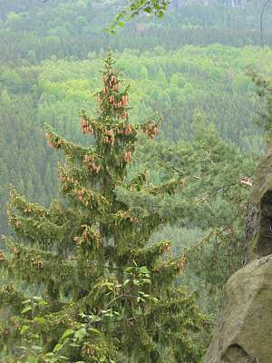 Ein wundersch&ouml;ner, mit Tannenzapfen beladener Baum!
