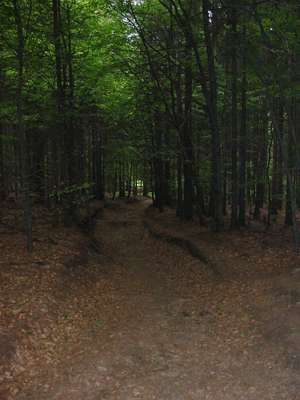 Der Fremdenweg führt bergab durch dichten, düsteren Wald, der fast ein wenig unheimlich ist.