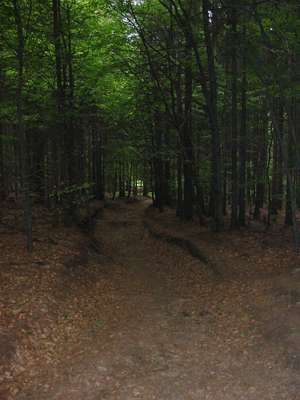 Der Fremdenweg f&uuml;hrt bergab durch dichten, d&uuml;steren Wald, der fast ein wenig unheimlich ist.