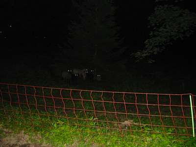 Ein leises Meckern und schon sind sie Fotostars - Evis Lieblingstiere, die Schafe.