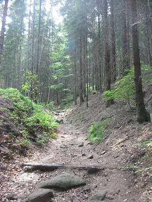 In der Morgensonne wandern wir durch den verzauberten Wald.