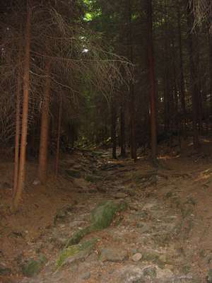 Herrlich, hier am Morgen  hinauf zu wandern!