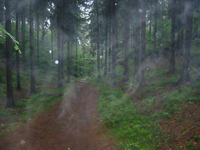 Auch im Wald ist es nebelig.