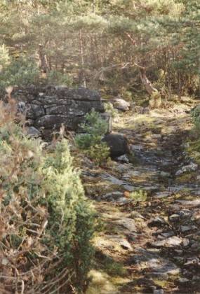 Ab der Fodnes - Spitze geht es im Mischwald steil den von der Morgensonne &uuml;berfluteten Berg hinauf.