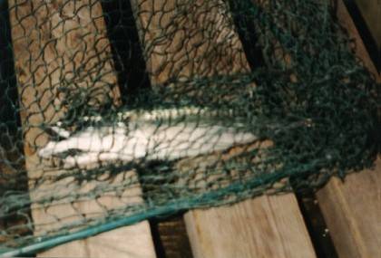 Eine Makrele, leider hat unser Fotoapparat ein Problem mit Fischen.