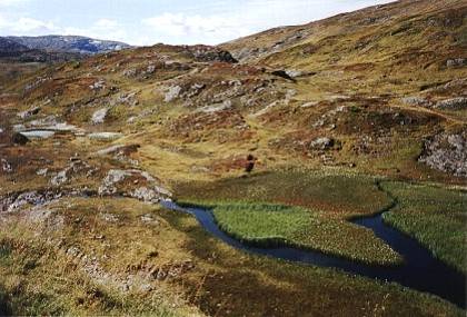 Die Vegetation ist in dieser H&ouml;he, wir sind bei etwa eintausend Meter, karg. Nur an windgesch&uuml;tzten Stellen mit Wasser und Sonneneinstrahlung gr&uuml;nt es.