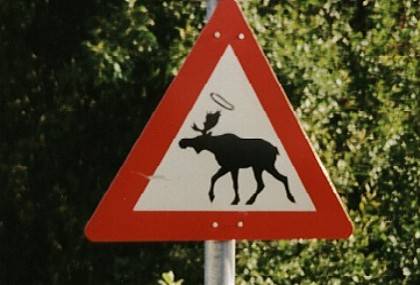 Es ist der einzige Elch mit Heiligenschein, deshalb musste ich eine Vollbremsung hinlegen. Echte Elche haben wir leider nicht gesehen, auch keine normalen.