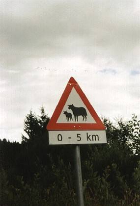 Auf Nebenstra&szlig;en ohne Touristen werden aus Elchen pl&ouml;tzlich Schafe? Na ja, es gibt hier wirklich viele Schafe.