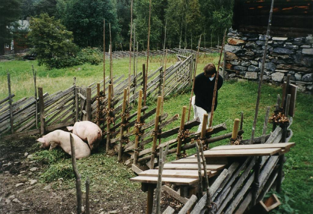 Zu einer Hofanlage gehören auch Schweine. Besonders interessant ist auch die Bauweise der Zäune, wir haben diese in Norwegen öfter gesehen.