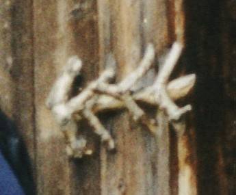 Der Riegel in der Vergr&ouml;&szlig;erung.