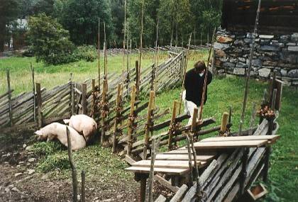 Zu einer Hofanlage gehören auch Schweine. Besonders interessant ist auch die Bauweise der Zäune, wir haben diese in Norwegen öfter gesehen.