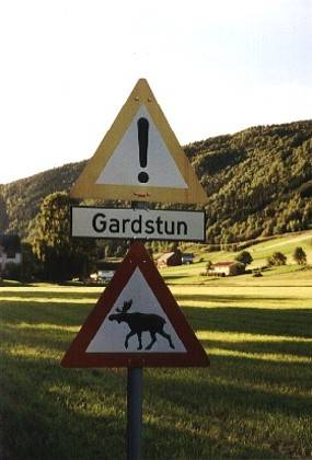 So also sieht so ein sagenhafter Elch aus! W&uuml;rde sich wirklich ein Elch &uuml;ber die E16 getrauen, um im Strandefjorden baden zu gehen?