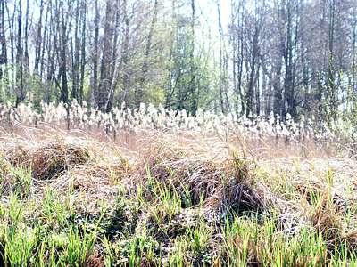 Eine wundersch&ouml;ne naturbelassene Wiese.