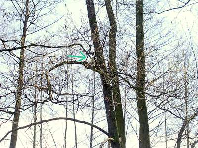 Auf diesem Baum hämmerte ein Specht, aber er war bei unserer Annäherung schneller als die Digitalkamera. Der grüne Pfeil zeigt auf ihn.