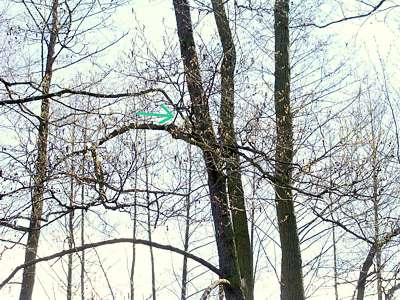 Auf diesem Baum h&auml;mmerte ein Specht, aber er war bei unserer Ann&auml;herung schneller als die Digitalkamera. Der gr&uuml;ne Pfeil zeigt auf ihn.