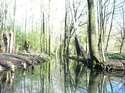 Der Wald um uns herum wirkt irgendwie urt&uuml;mlich.