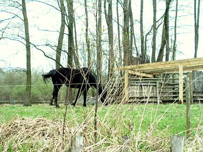 Dieses Pferd hat ein eigenes Grundst&uuml;ck mit Spreeblick.