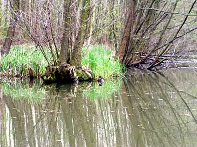 Diese Art Enten sehen wir im Spreewald zum ersten Mal.