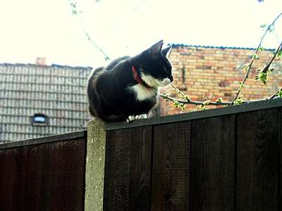 Auf der anderen Straßenseite sitzt eine niedliche Katze auf dem Zaun und lässt es sich in der Sonne gut gehen.