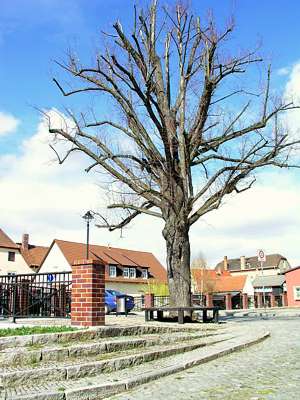 Dieser alte Baum wirkt, als w&uuml;rde er am Eingang zum Schlossbezirk Wache stehen.