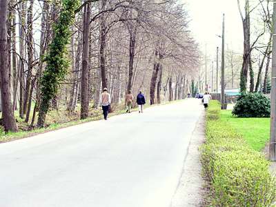 Die Zufahrtsstra&szlig;e nach Lehde und zum Zeltplatz. Inmitten der fast noch kahlen B&auml;ume f&auml;llt eine gr&uuml;ne Oase auf.
