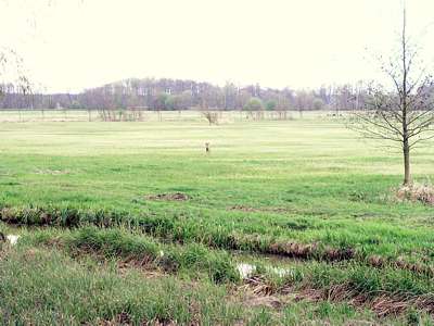 Auch auf dem Feld zwischen uns und Boblitz &auml;sen Rehe.