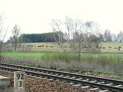 Was macht man, wenn man auf den Zug wartet? Man schaut den Rindern auf der Weide zu.